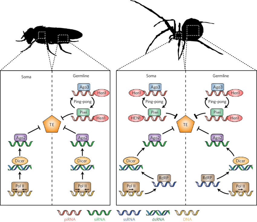 A Model Of The Divergent Small Rna Pathways Silencing - Arthropod (850x735), Png Download