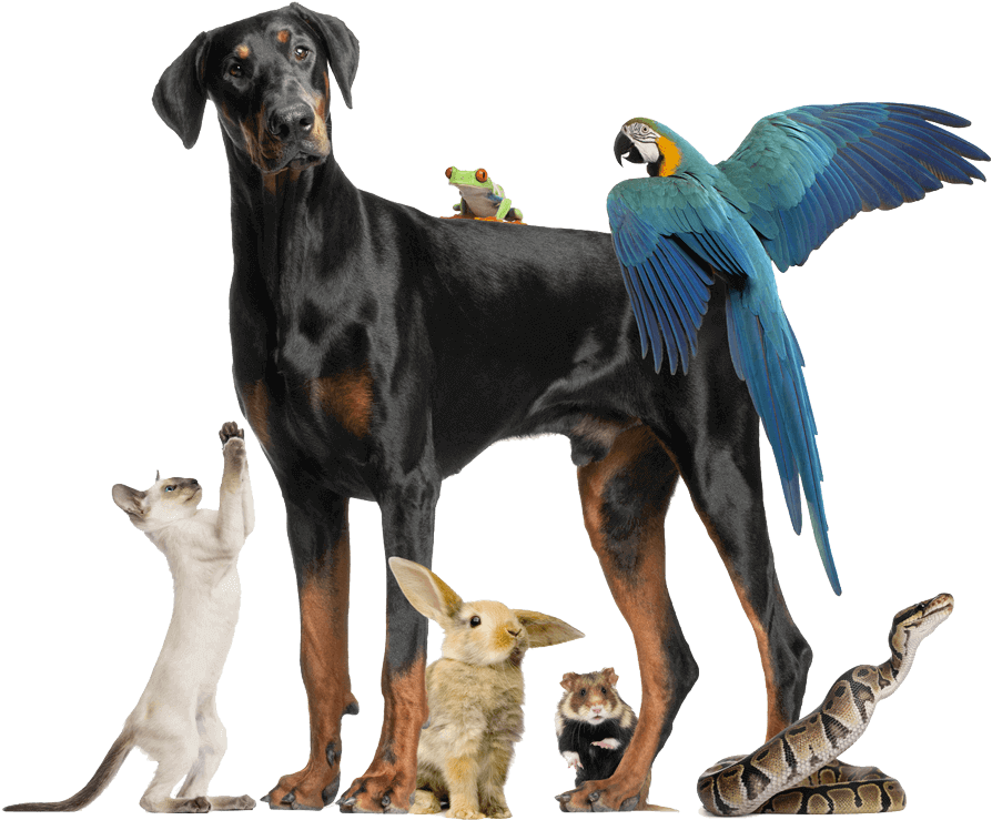Dog Cat Bunny Bird Frog Snake Mouse900png - Pet Sitter's Handbook (900x752), Png Download