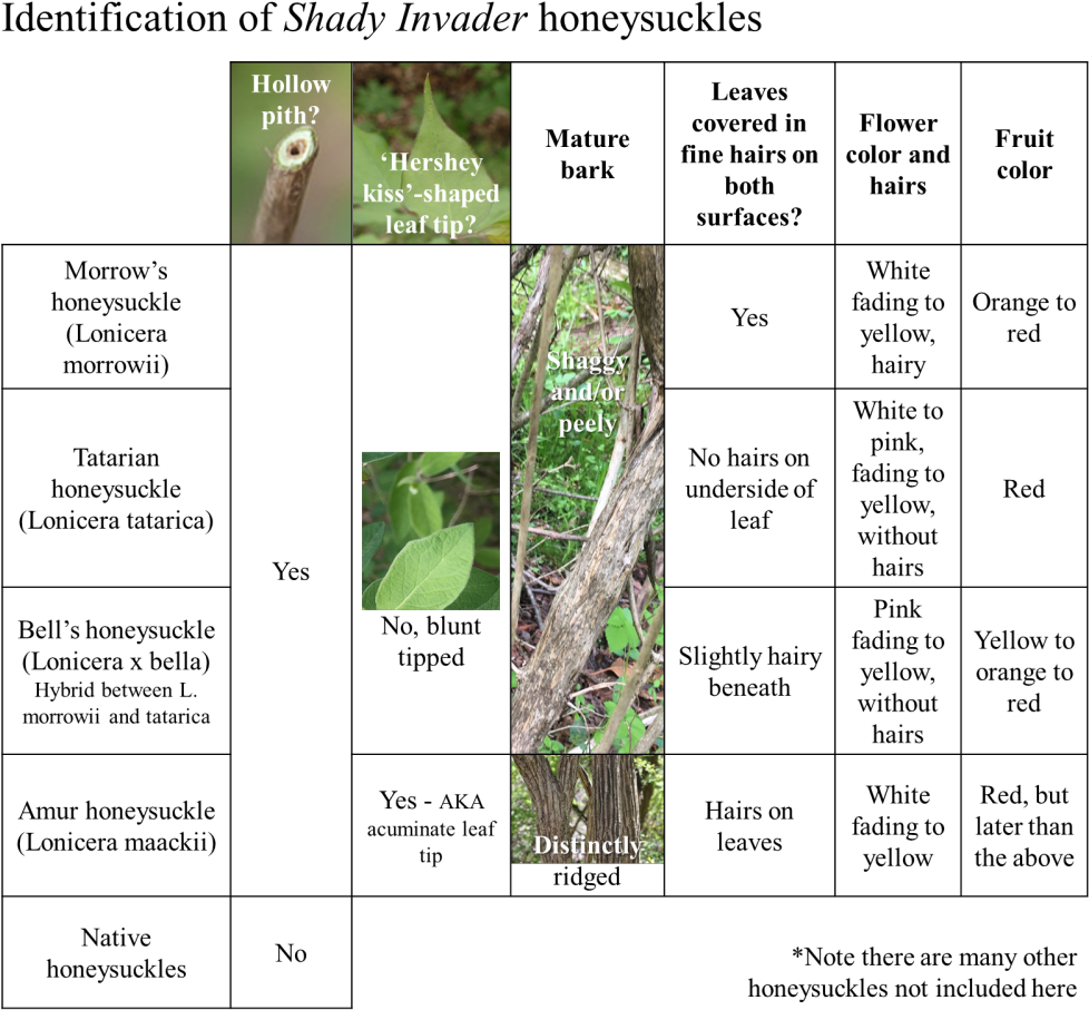 Honeysuckle Identification Tips - Lonicera Identification (1000x935), Png Download