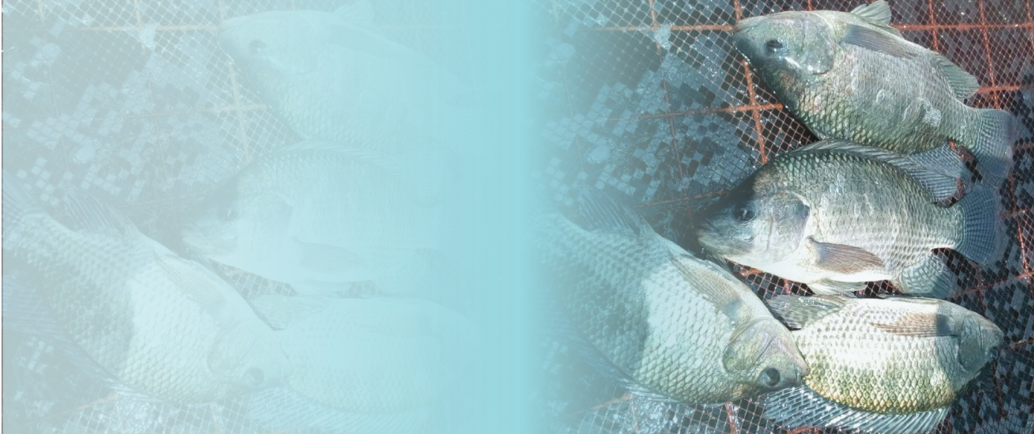 Whole Fish & Fillet - Tilapia (1500x630), Png Download