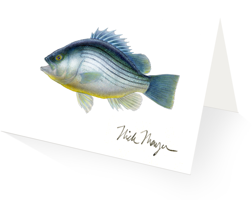 Fossil Fish - Perch (1024x825), Png Download