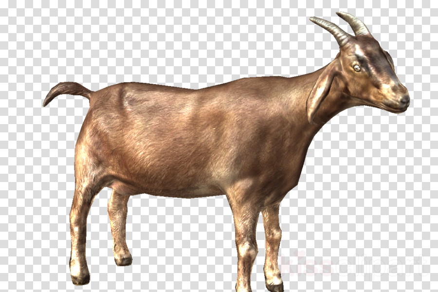 Goat Clipart Nigerian Dwarf Goat Oberhasli Goat Cattle - Goat (900x600), Png Download