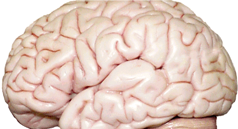 Unexpectedly Speedy Expansion Of Human, Ape Cerebellum - Two Division Of Cerebrum (794x417), Png Download
