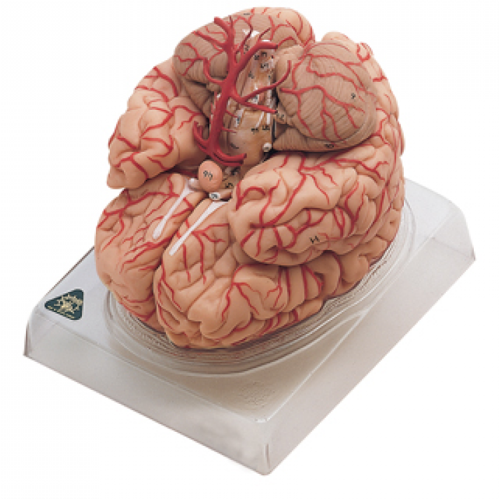Deluxe Brain With Arteries Anatomical Model - Brain With Arteries (1000x1000), Png Download