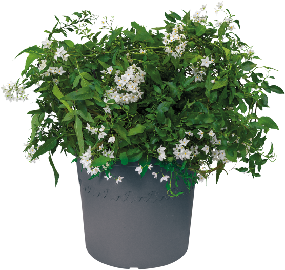 Home > Collection > Algarve Cilindro - Holly (750x750), Png Download