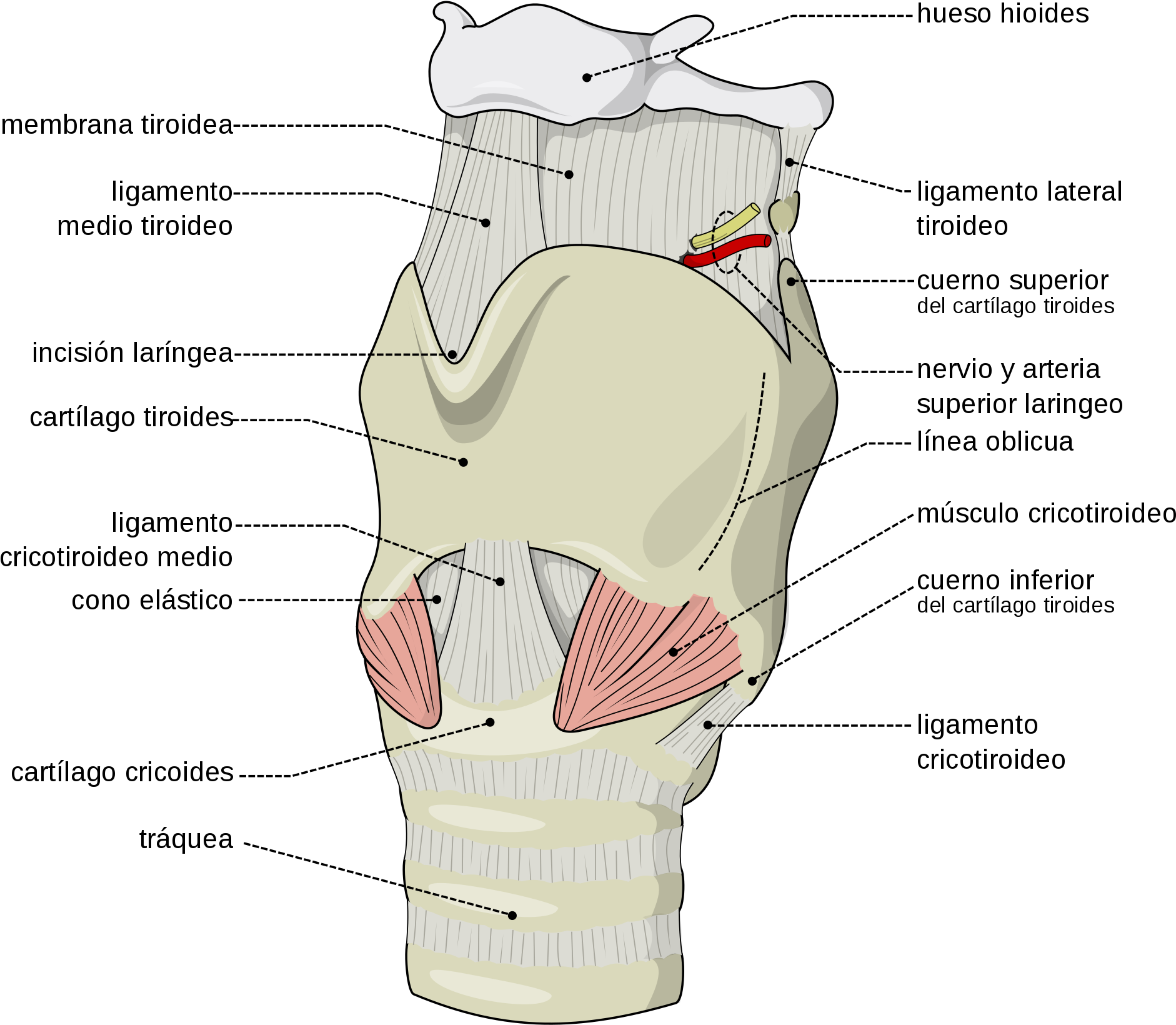 Open - Epiglotis Y Sus Partes (2000x1733), Png Download