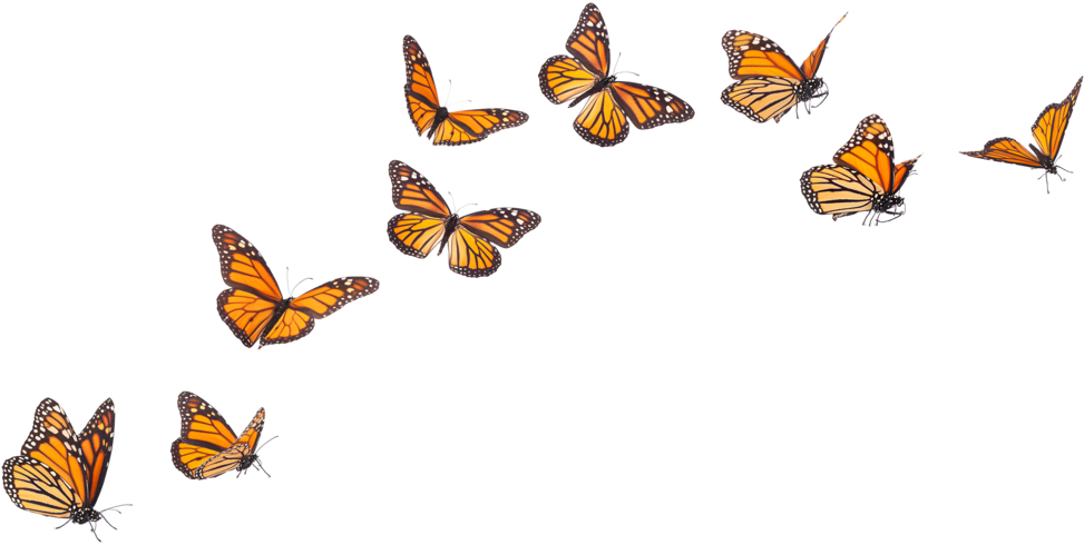 After Years Of Medical Appointments And Survival-scramble, - Ecology Matters By Charles J. Krebs (1000x498), Png Download