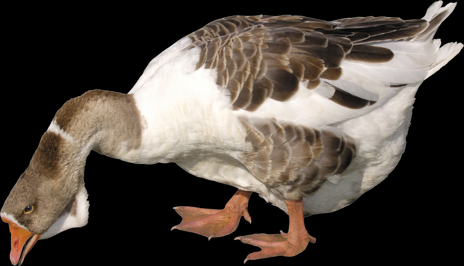 Free Png Duck Images - Portable Network Graphics (1600x918), Png Download