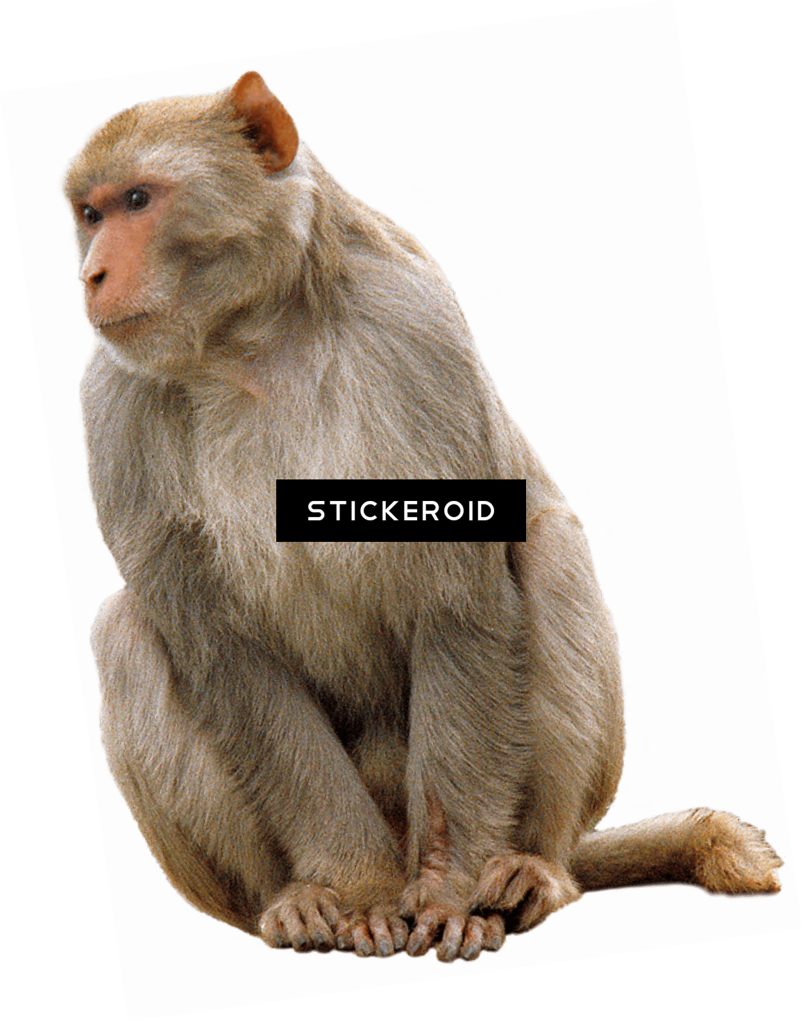 Year Of The Monkey - Cynomolgus Monkey White Background (1157x1473), Png Download