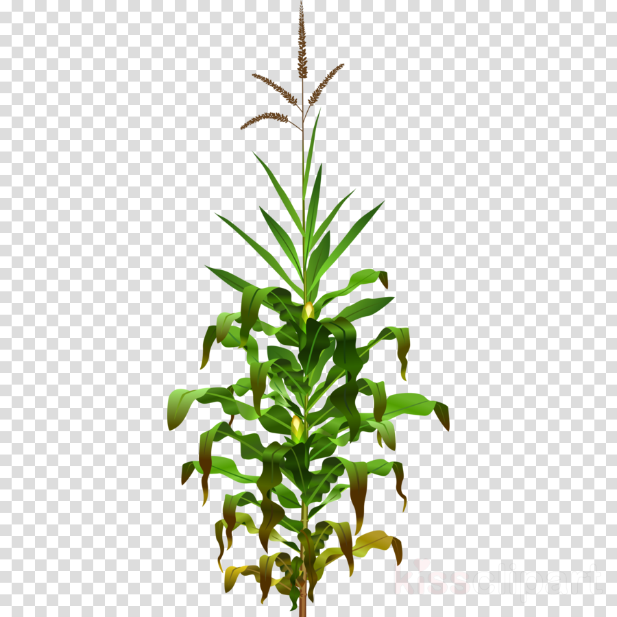 Corn Plant Png Clipart Corn On The Cob Maize Clip Art - Plantas Png (900x900), Png Download