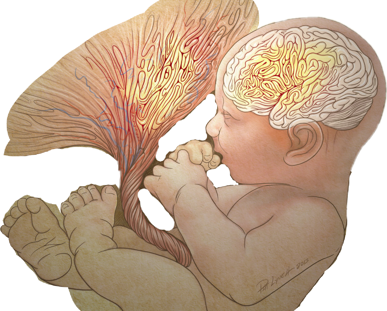 Fetus (1271x1021), Png Download