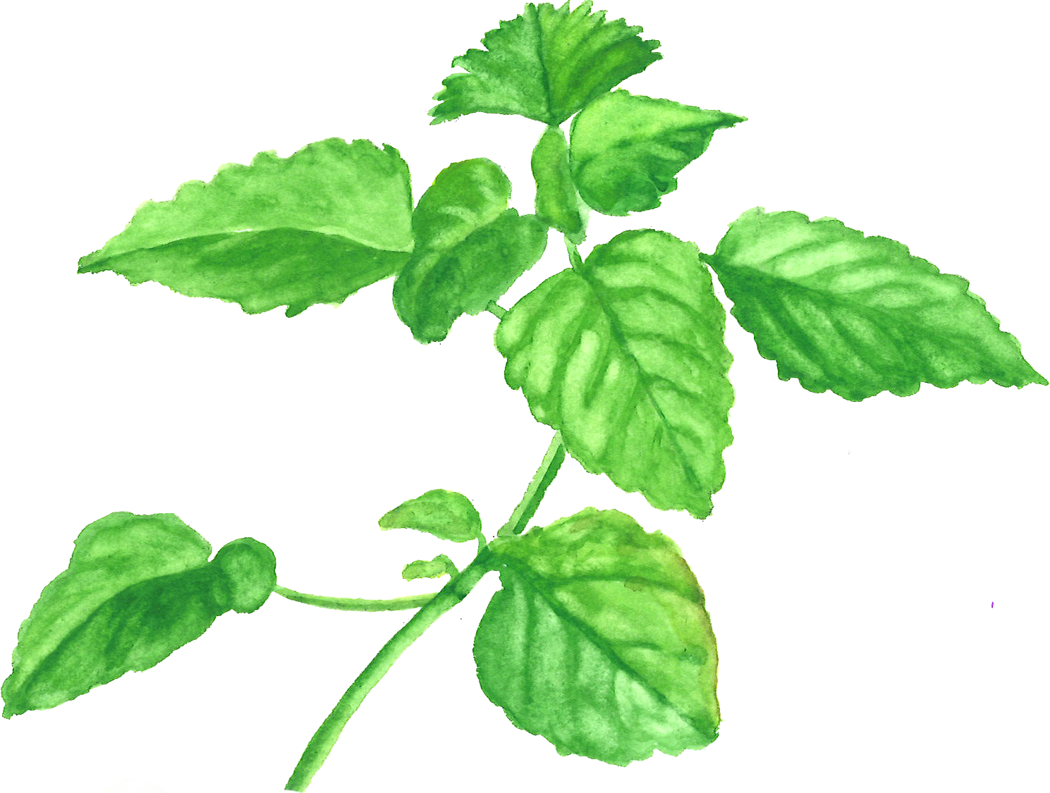 Lemon Balm (1489x1125), Png Download