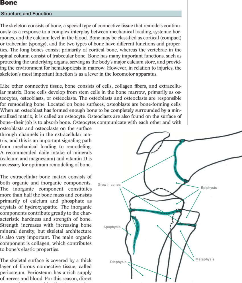 8 Growth Zones In The Tubular Bones, Example From The - 2009 Mustang Bullitt (850x995), Png Download