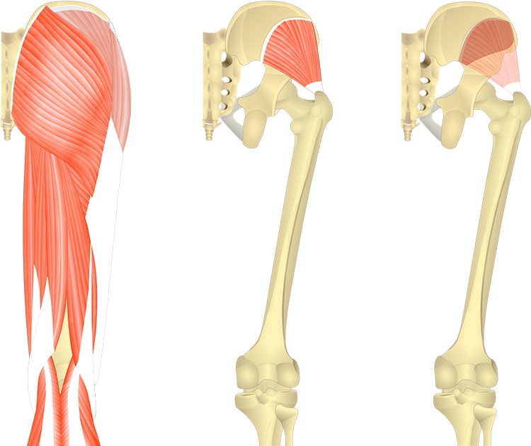Feature Image, Three Images Showing Posterior View - Semimembranosus Attachment (1200x630), Png Download