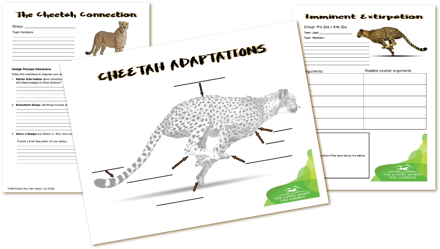 The Living Desert Cheetah Fun K-12 Activity Guides - Cheetah (1500x851), Png Download