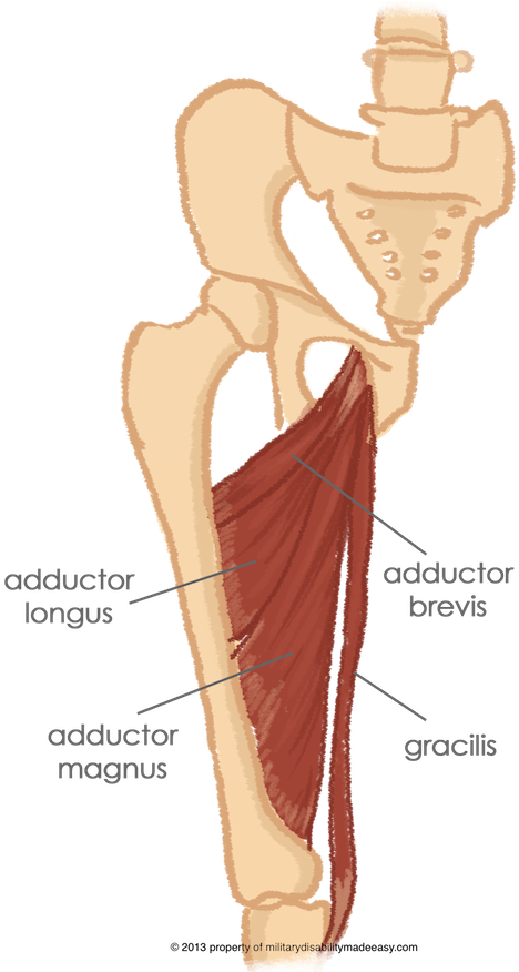 The Muscles Of The Inner Thigh - Illustration (481x875), Png Download