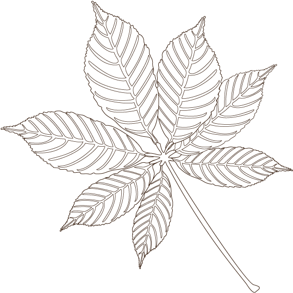 Buckeye - Maple Leaf (600x600), Png Download