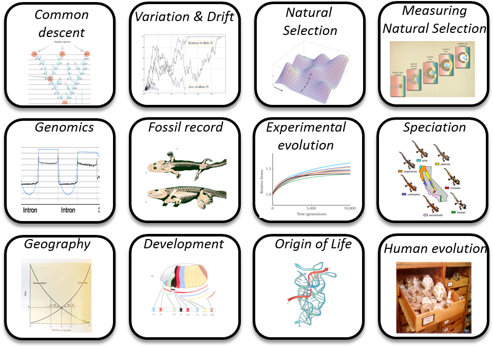 Picture1 - Biological Species Concept (969x685), Png Download