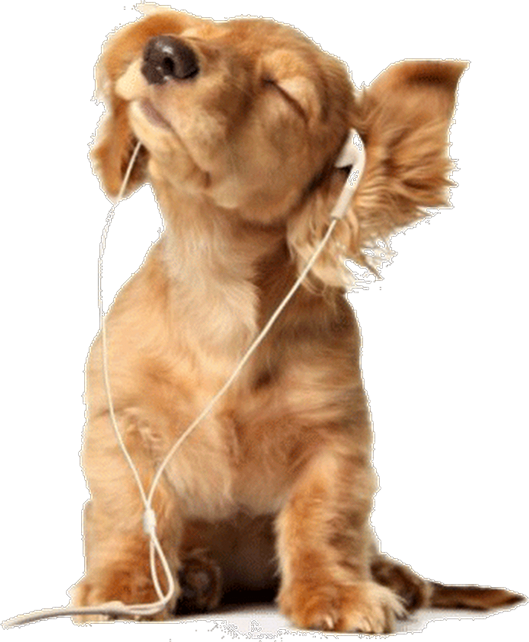 Boa Noite Amigos E Amigas - Listening To Music Puppy (1056x1350), Png Download