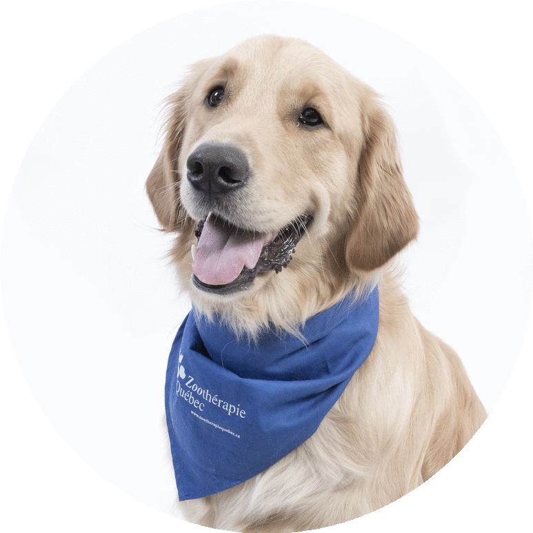 Golden Retriever - Companion Dog (773x773), Png Download