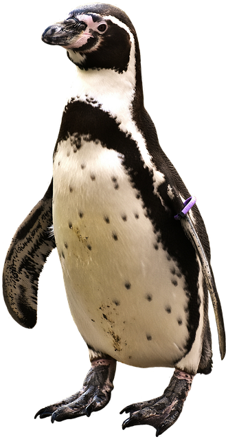 Penguin Png Penguin Animal World Water - Antarctic Animals Png (439x720), Png Download