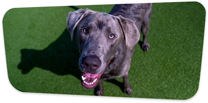 Peace Of Mind For You - Dog Catches Something (900x500), Png Download