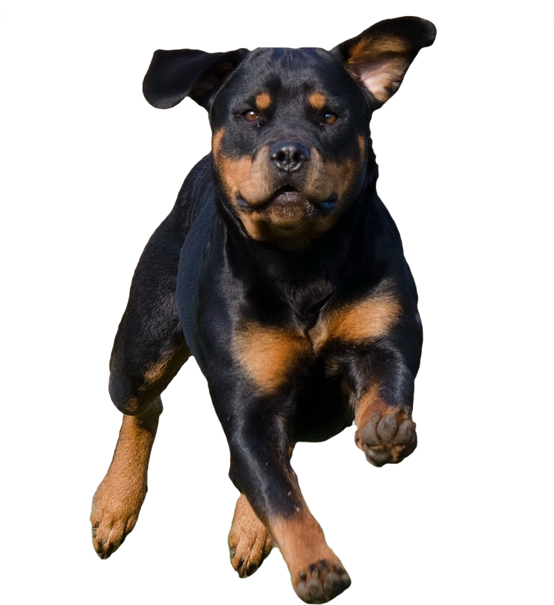 Running Dog - Rottweiler - My Protector And Friend Composition Notebook: (830x980), Png Download