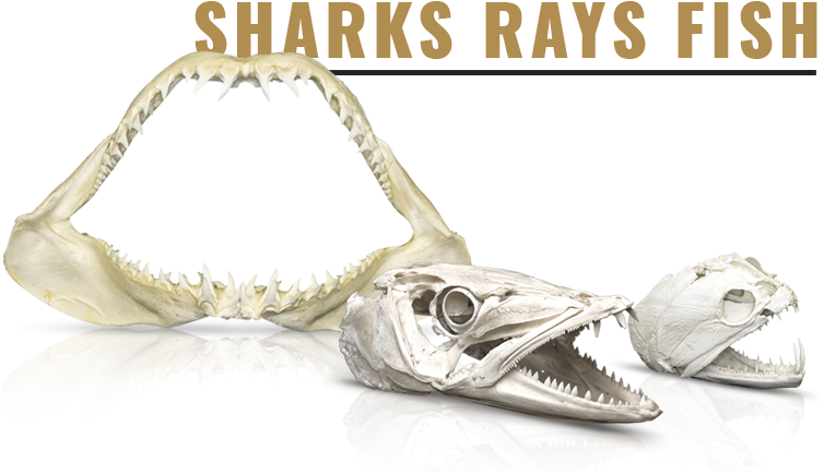 Sharks, Rays & Fish - Skeletons: Museum Of Osteology (787x452), Png Download