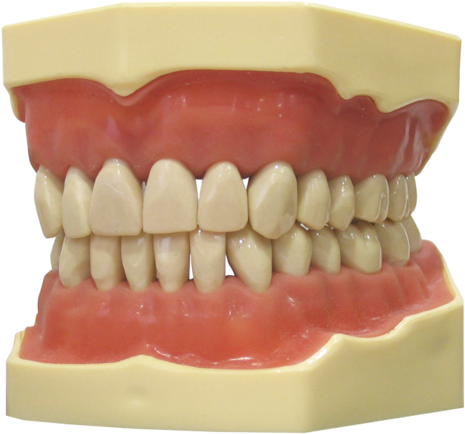 Typodont Jaw - Navadha Zx - Typodont Teeth (500x444), Png Download