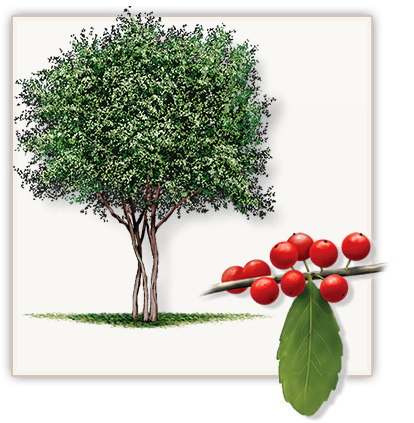Yaupon Holly Trees Dallas - Small Tree With Name (471x455), Png Download