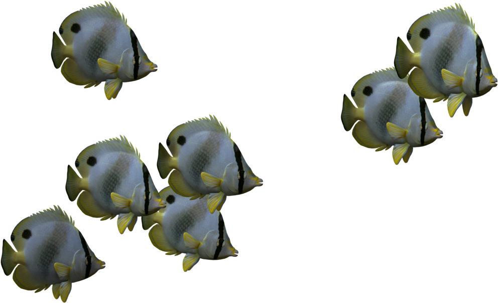 Best Png Clipart - Fish Png (1024x645), Png Download