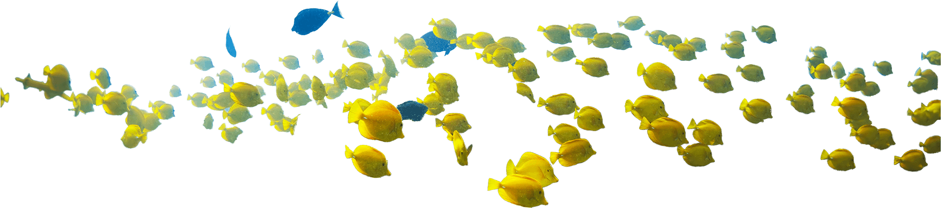 Keep Fish On The Reef - Illustration (1920x770), Png Download