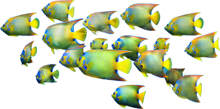 Alignment - Corals And Fish Png (759x379), Png Download