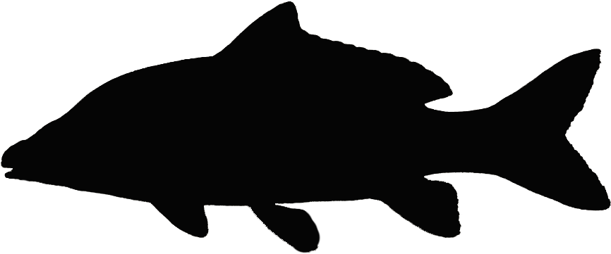 Fishes - Vector Graphics (914x394), Png Download