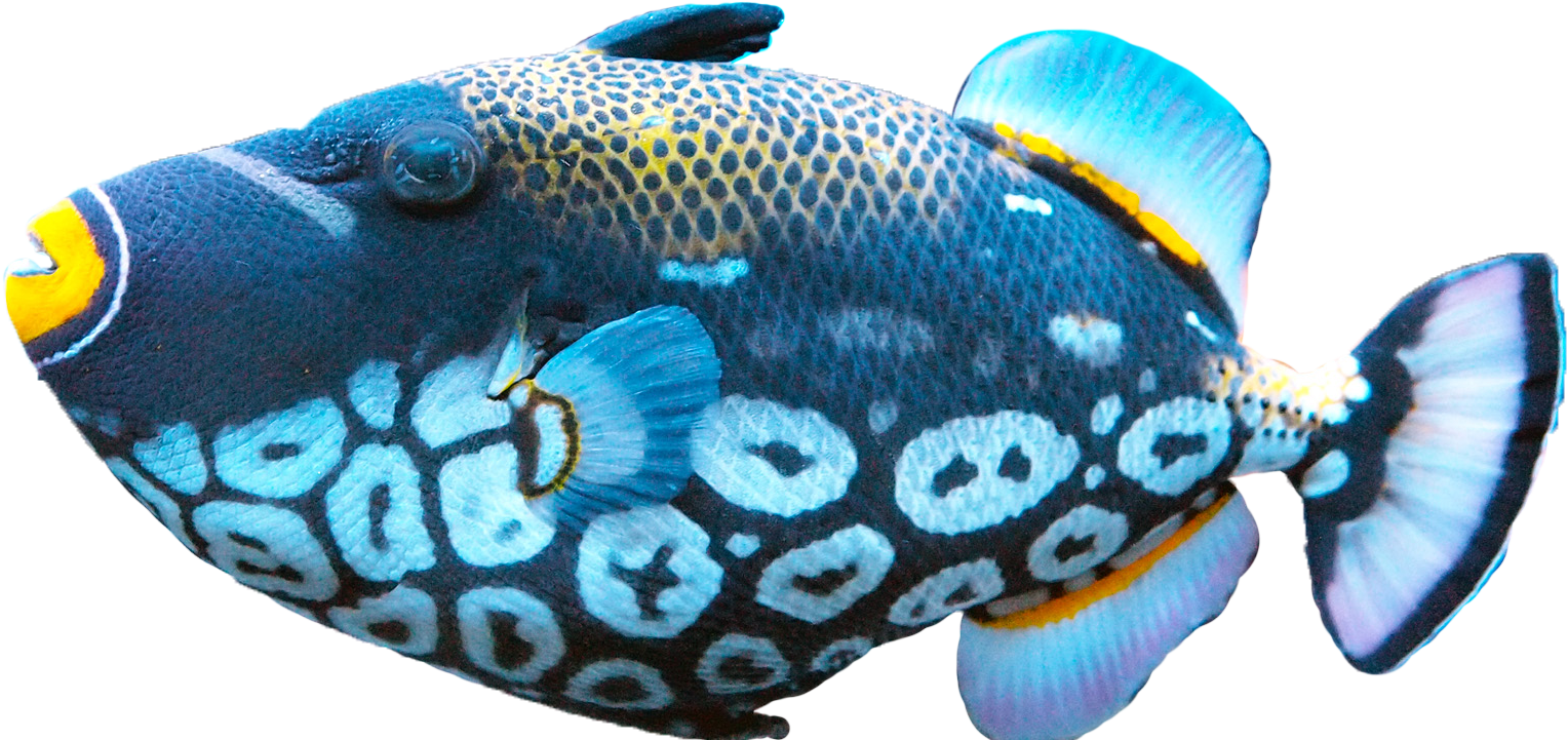 Max Ultra - Fish Png (1528x721), Png Download
