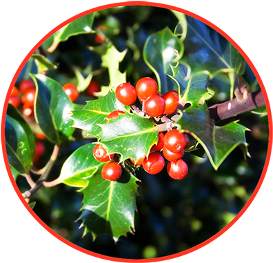 Holy With Berries - Common Holly (413x401), Png Download