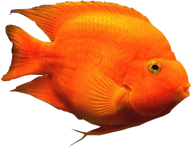 Blood Parrot Fish Transparent Background Aquarium Fishes - Tropical Fish Transparent Background (406x310), Png Download