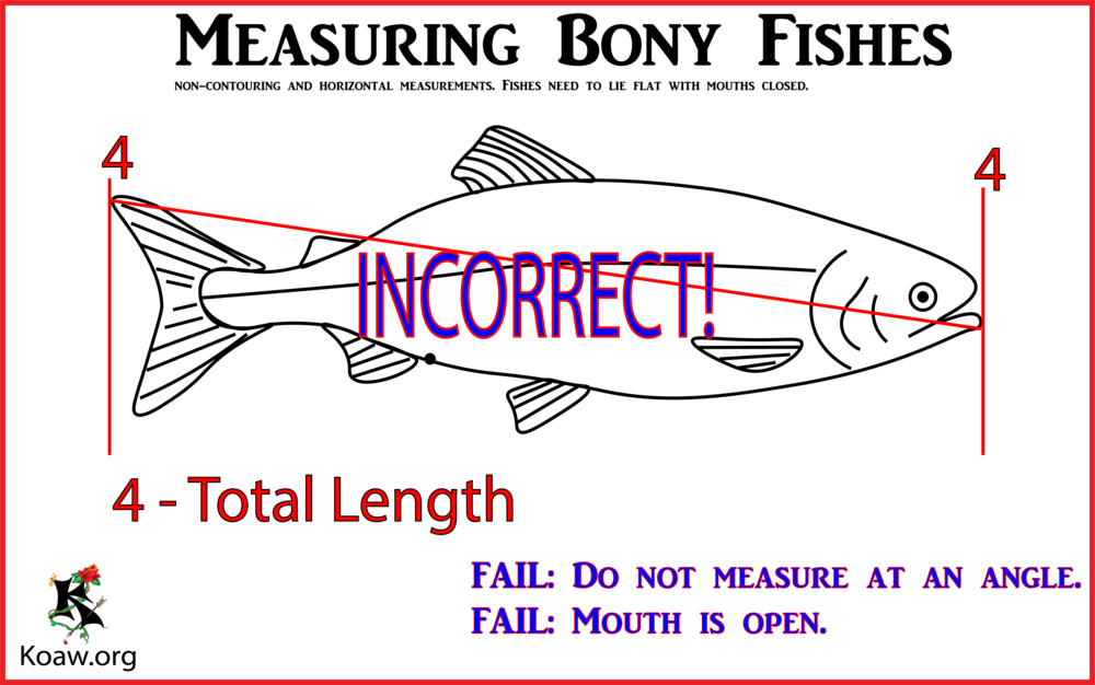 Measuring Fishes Incorrect - Measurement (1000x626), Png Download