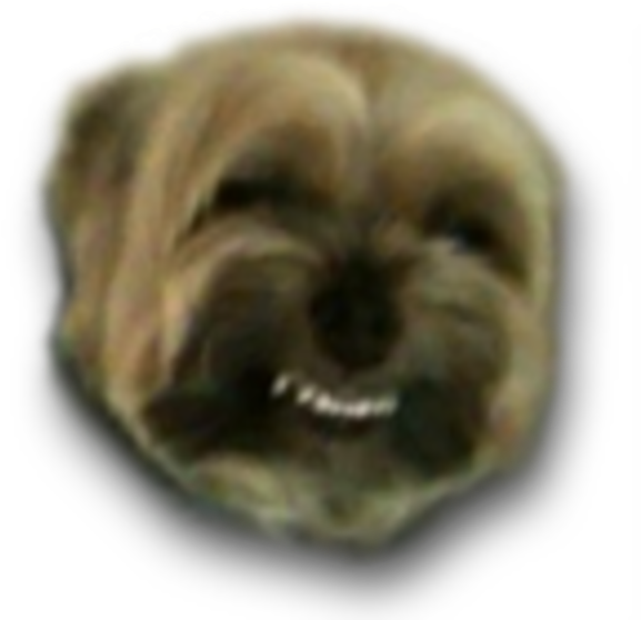 My Faggot Dog - Fucking Faggot Dog (600x600), Png Download