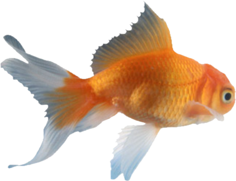 Picture Black And White Download Snegy S Theme Kaneki - Real Goldfish Png (461x354), Png Download