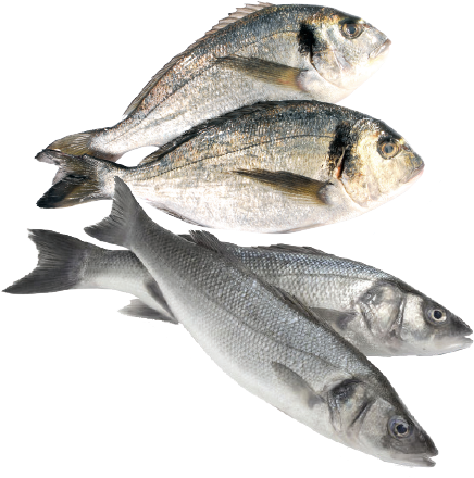 Fresh Fish - Manual De Alimentación. Planificación Alimentaria (450x450), Png Download