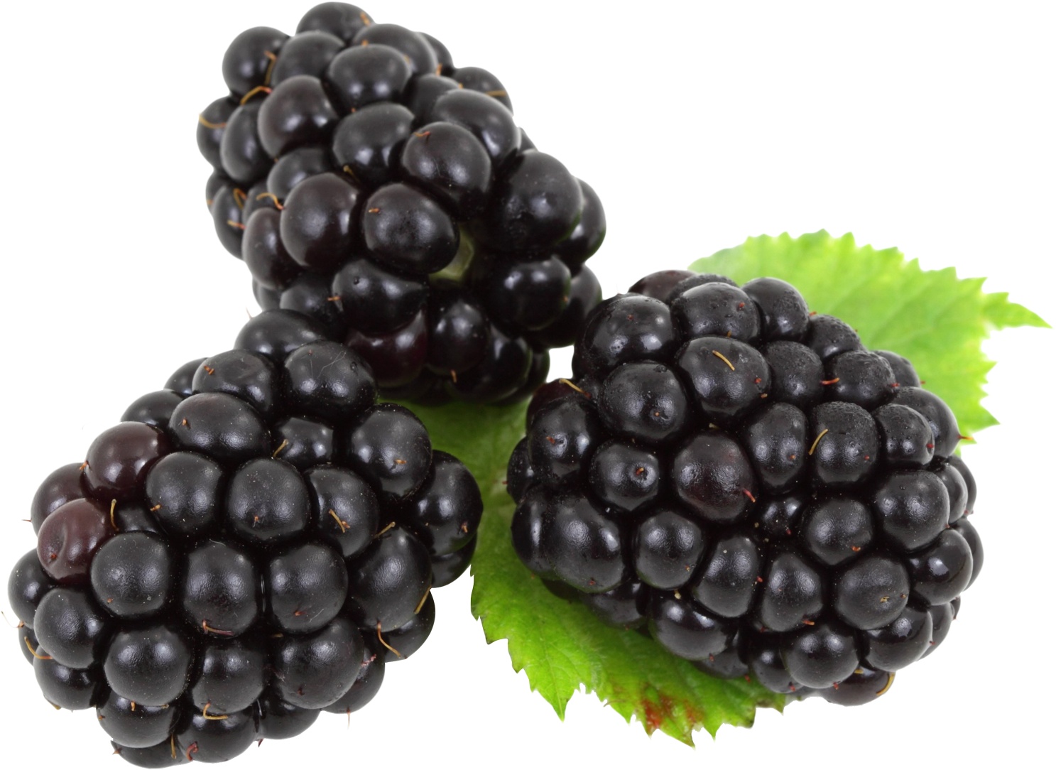 Blackberry Png (1508x1127), Png Download