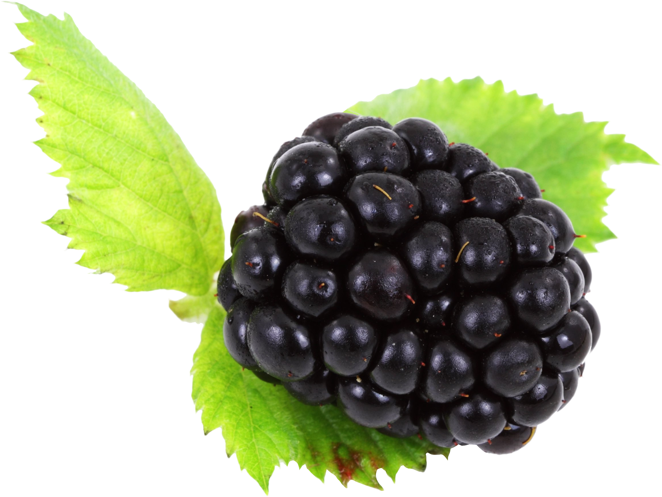 Blackberry Png (1408x1095), Png Download