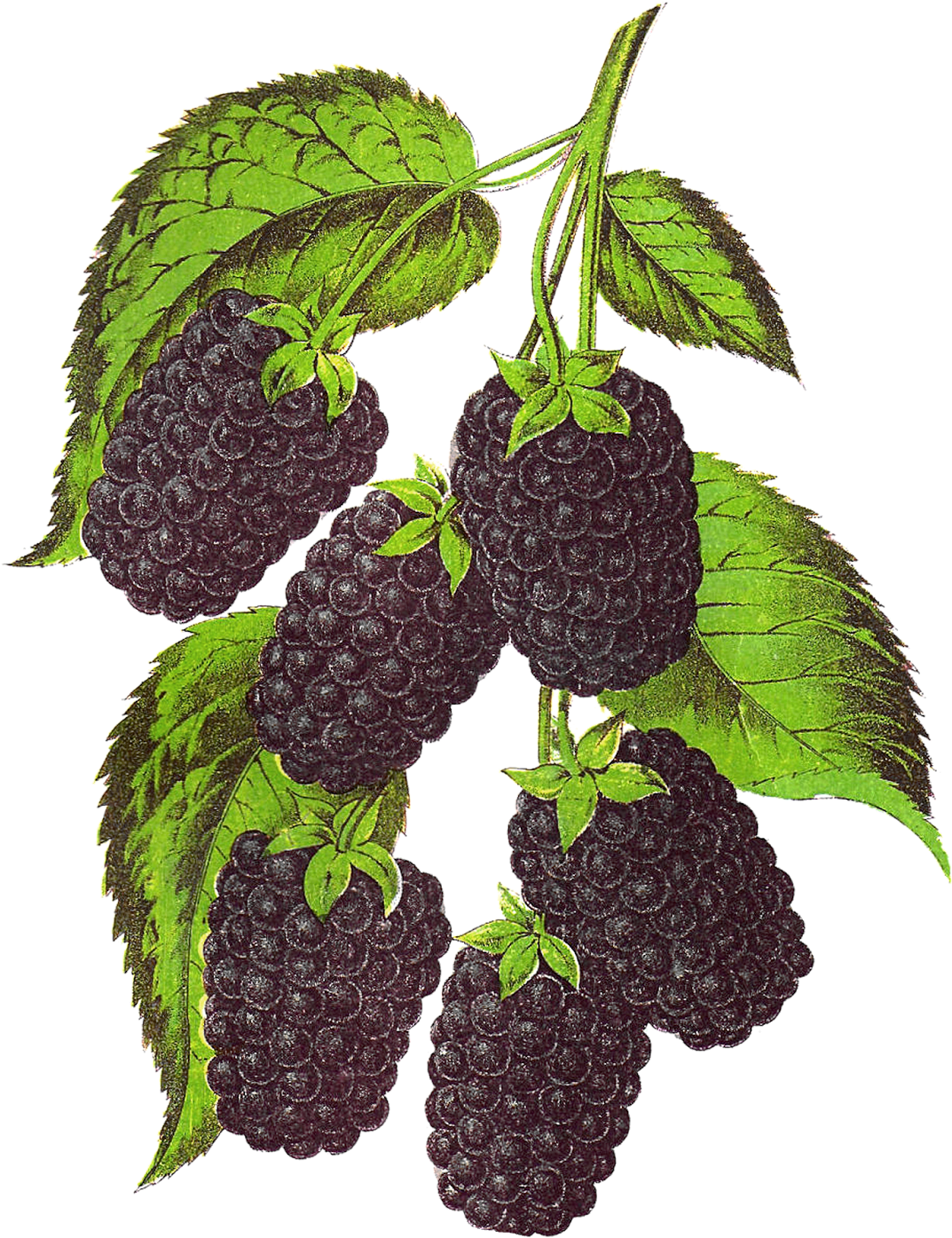 Gorgeous Vintage Stock Fruit Artwork Of And - Blackberry Clipart Png (1204x1600), Png Download