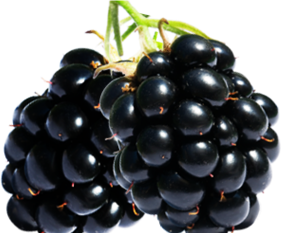 Blackberry (640x480), Png Download