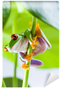 عکس قورباغه کارتونی بانمک (400x400), Png Download