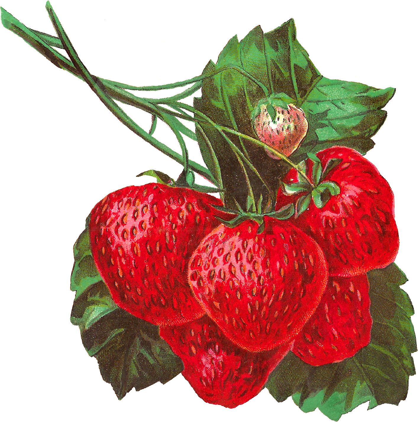 Pretty Digital Strawberry Clip Art In Gorgeous Detail - Vintage Strawberries Png (1551x1575), Png Download