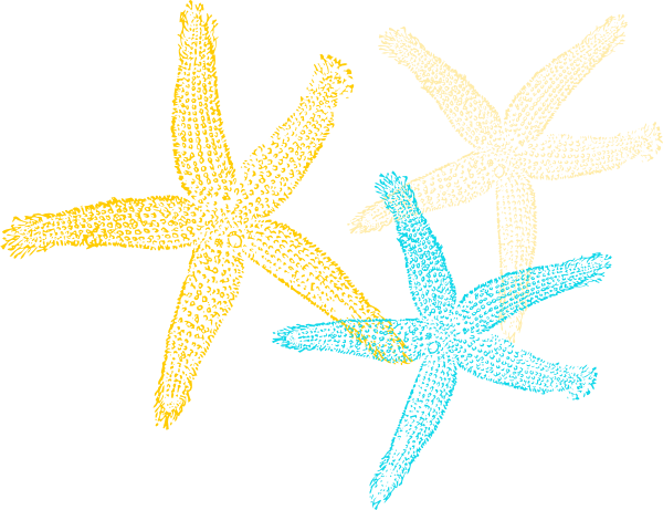 Sea Star Vector Png (600x461), Png Download
