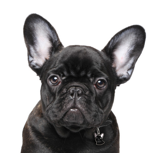 French Bulldog Black - Perro Bulldog Frances Negro (700x800), Png Download