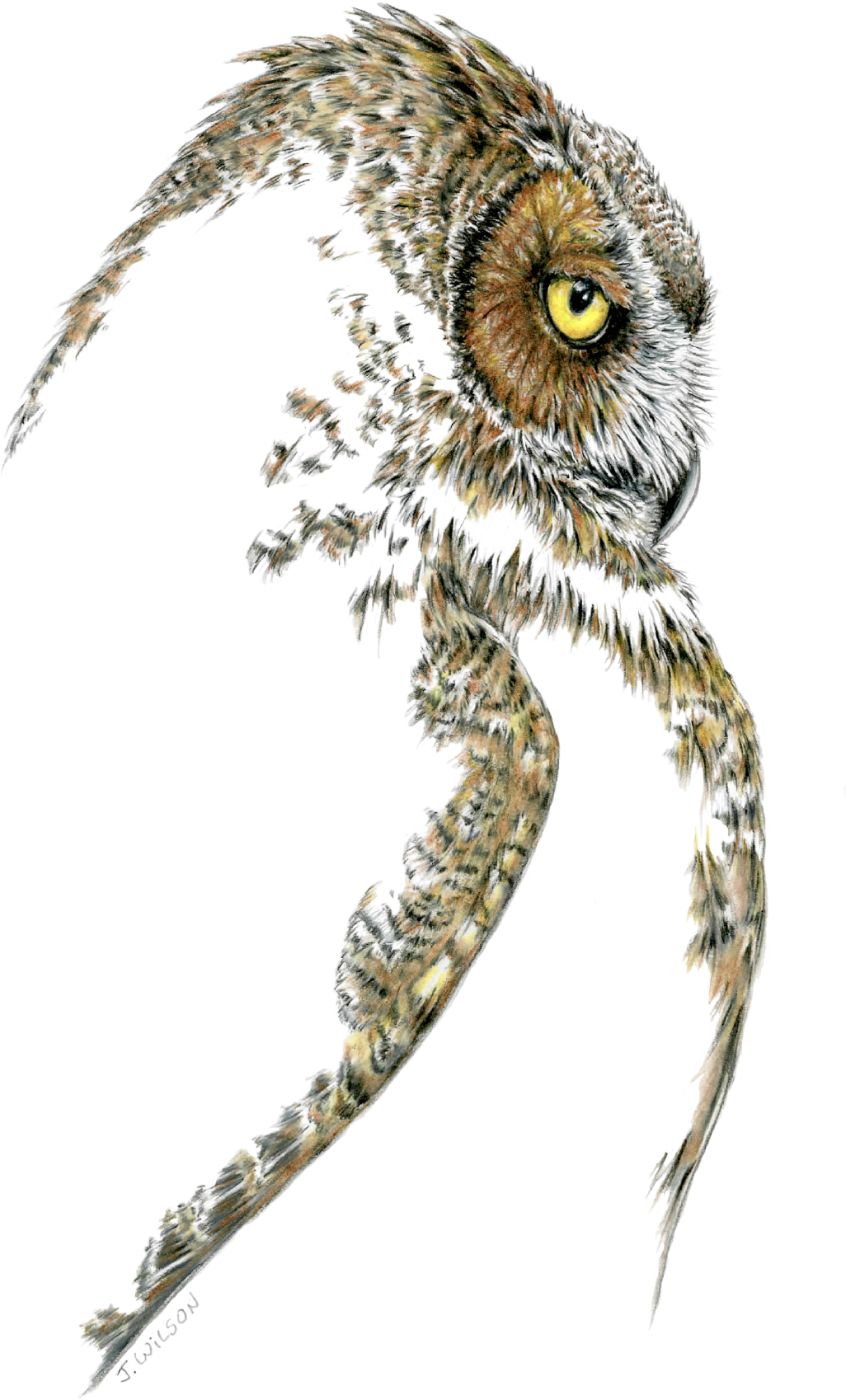 Great Horned Owl Profile V=1533656211 - Drawing Great Horned Owl (2000x2000), Png Download